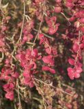 Atriplex aucheri