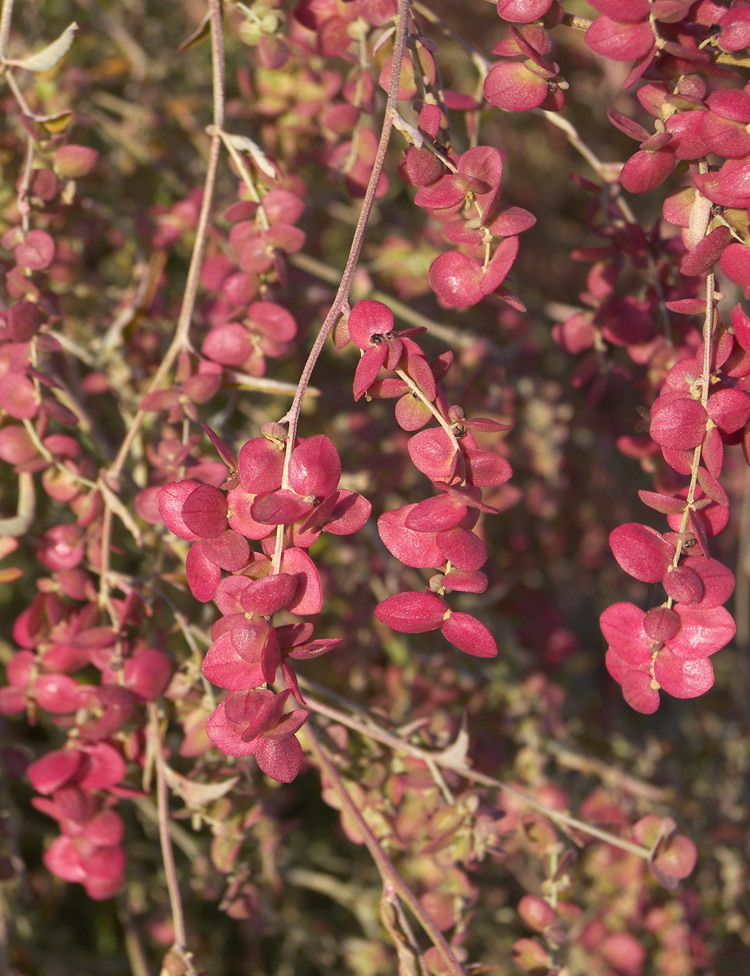 Изображение особи Atriplex aucheri.