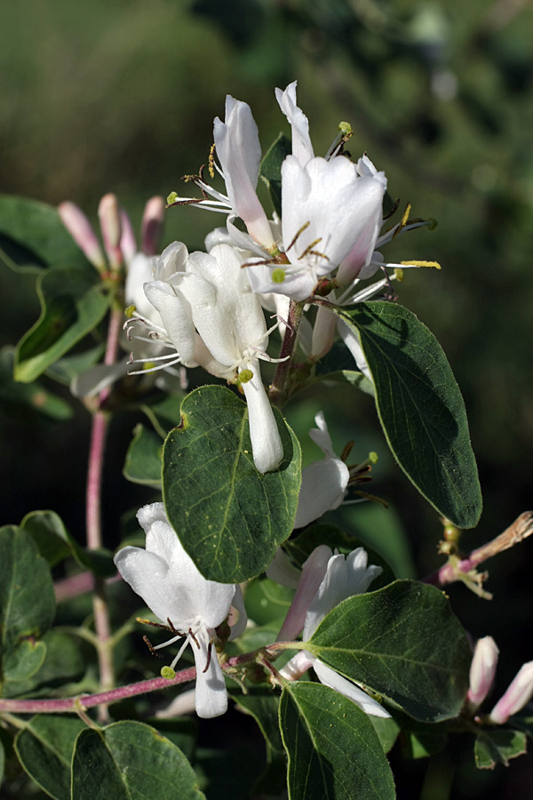 Image of Lonicera nummulariifolia specimen.