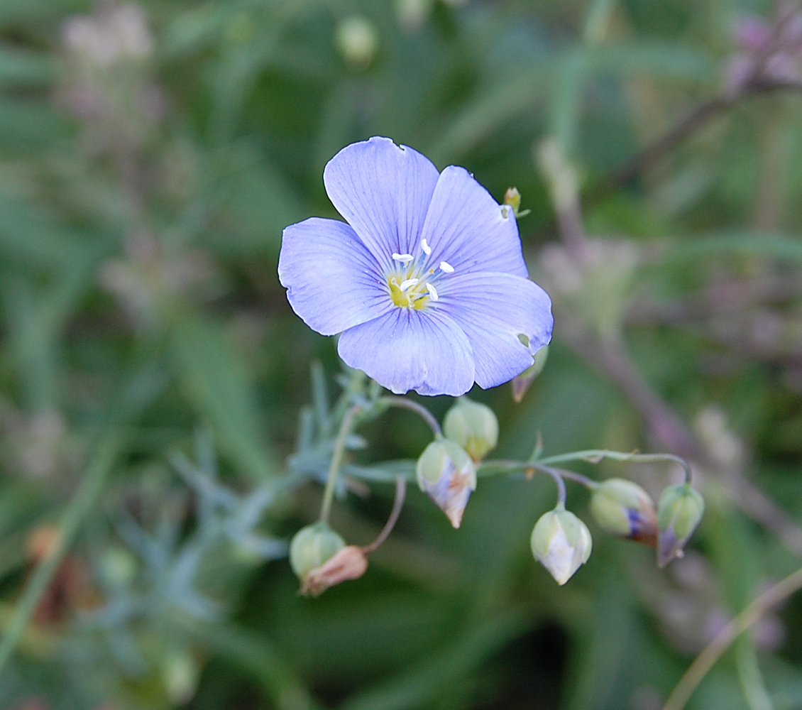 Image of Linum austriacum specimen.