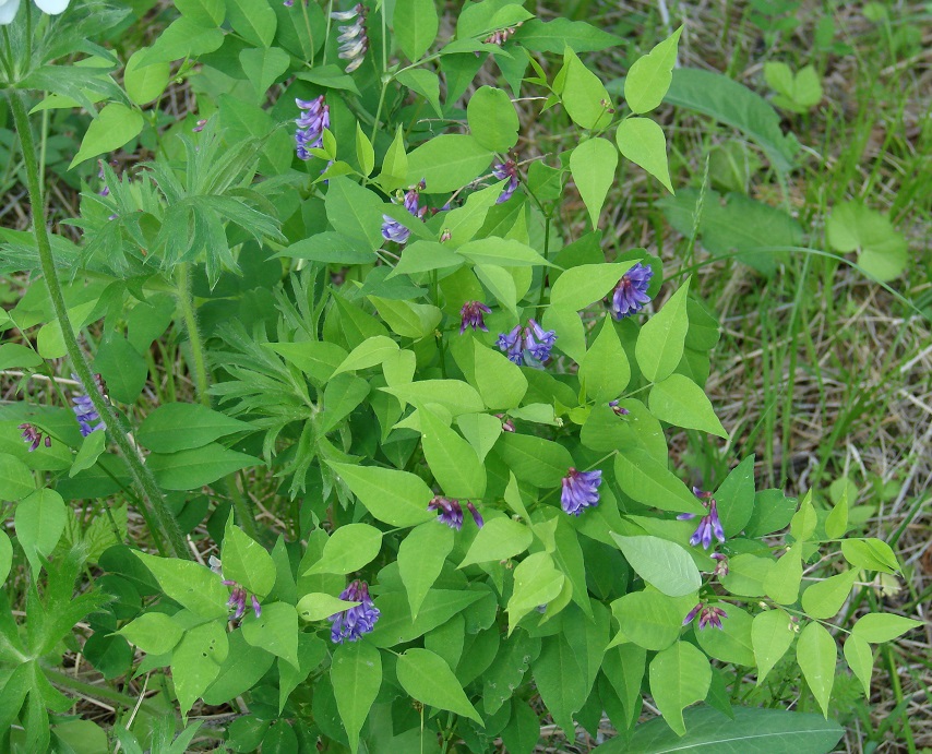 Image of Vicia baicalensis specimen.