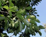 Fagus orientalis