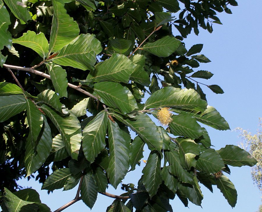 Image of Fagus orientalis specimen.