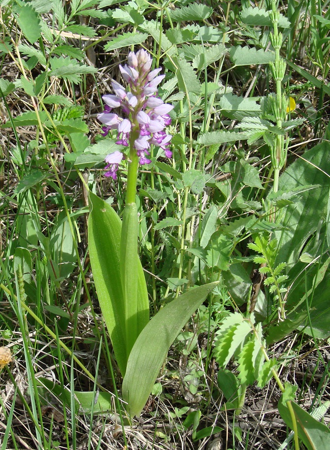 Image of Orchis militaris specimen.