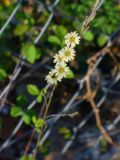 Lactuca saligna