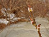 Salix gracilistyla. Часть побега с распускающимися генеративными почками. Приморский край, Уссурийский р-н, окр. с. Монакино. 07.03.2014.