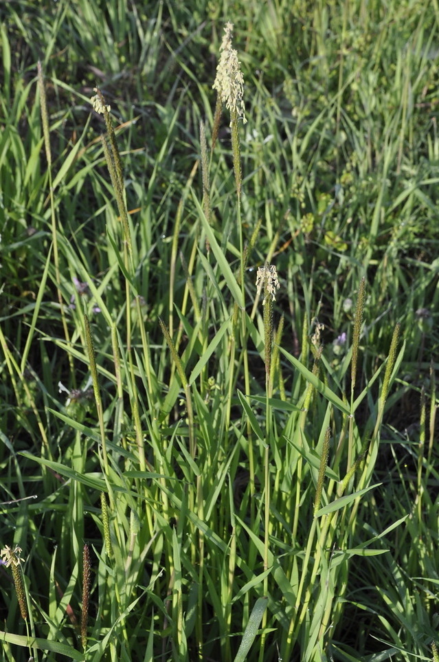 Image of Alopecurus myosuroides specimen.