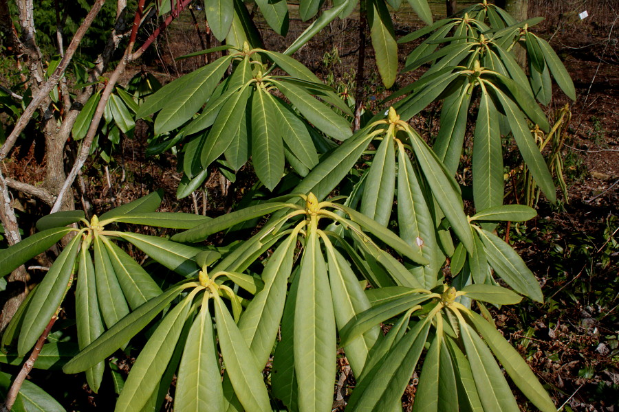 Image of Rhododendron macrophyllum specimen.