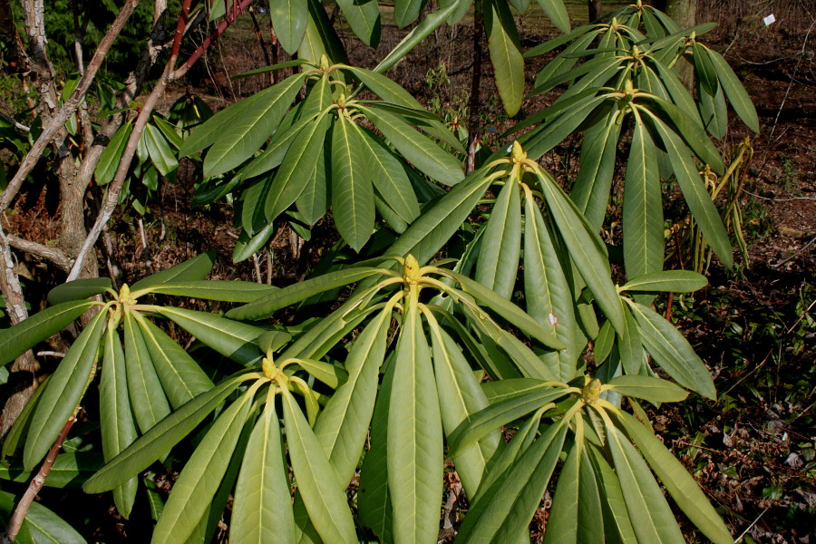 Изображение особи Rhododendron macrophyllum.