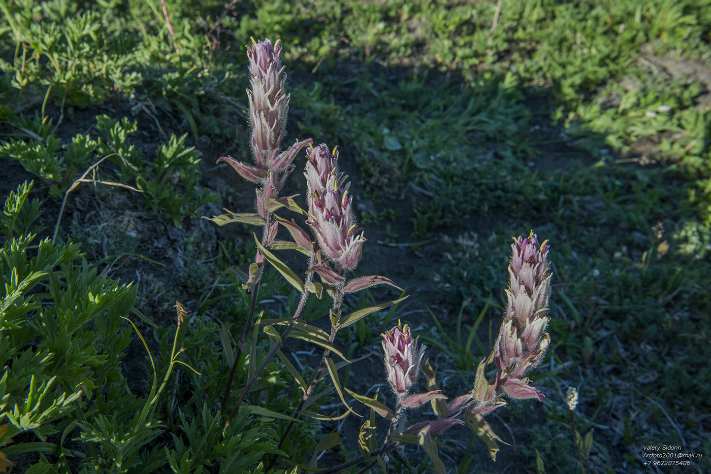 Изображение особи Castilleja rubra.