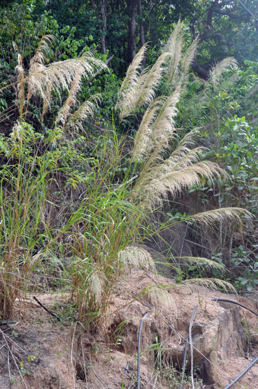 Image of Saccharum spontaneum specimen.