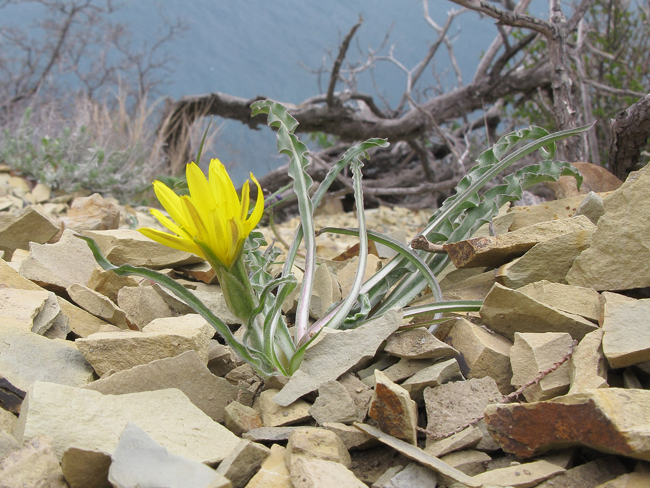 Image of Scorzonera turkeviczii specimen.