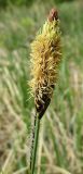 genus Carex. Соцветие. Украина, г. Киев, лес на восточной окраине, берег озера. 27.04.2014.