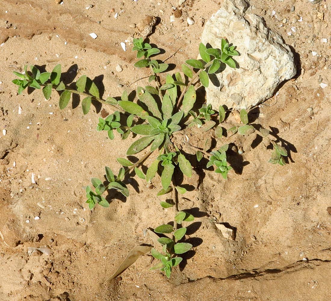 Image of Oenothera drummondii specimen.