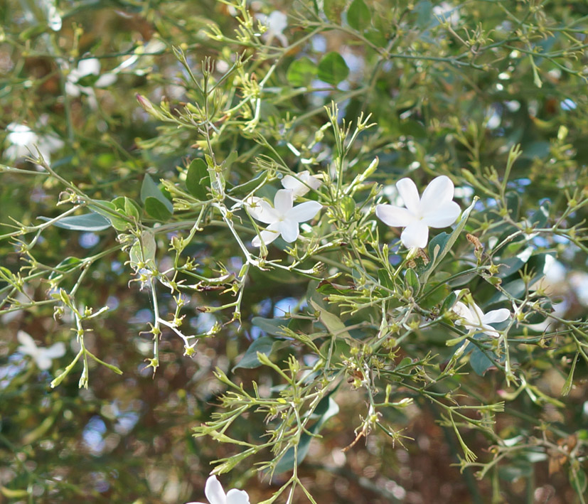 Изображение особи Jasminum officinale.