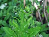 Solenanthus biebersteinii
