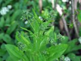 Solenanthus biebersteinii. Верхушка цветущего растения. Краснодарский край, Апшеронский р-н, окр. пос. Мезмай, Гуамское ущелье. 03.05.2014.