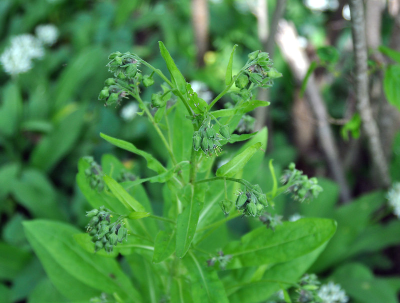 Изображение особи Solenanthus biebersteinii.