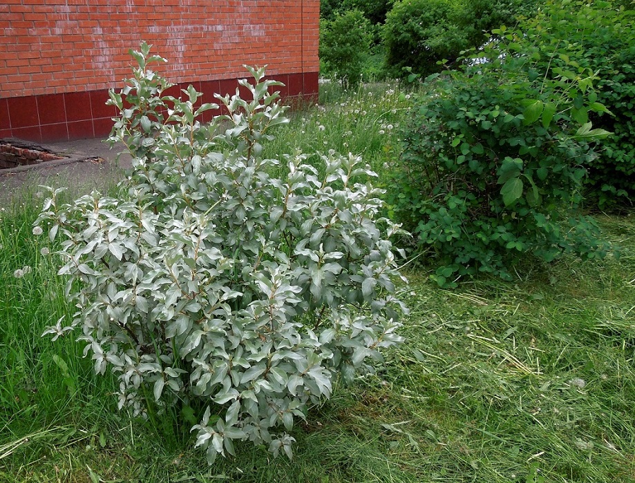 Изображение особи Elaeagnus commutata.