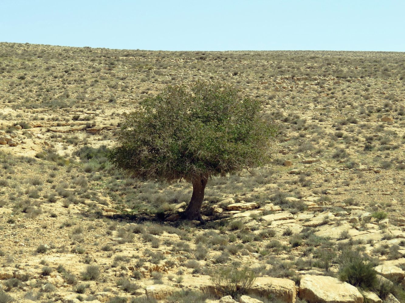 Image of Pistacia atlantica specimen.