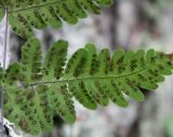 Gymnocarpium dryopteris. Часть вайи (вид снизу; видно, что сорусы не закрыты покрывальцами). Приморский р-н Архангельской обл. Конец августа.