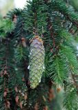 Picea abies. Верхушка ветви с шишкой. Псковское озеро, остров Верхний. 14.06.2014.