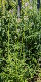 genus Valeriana