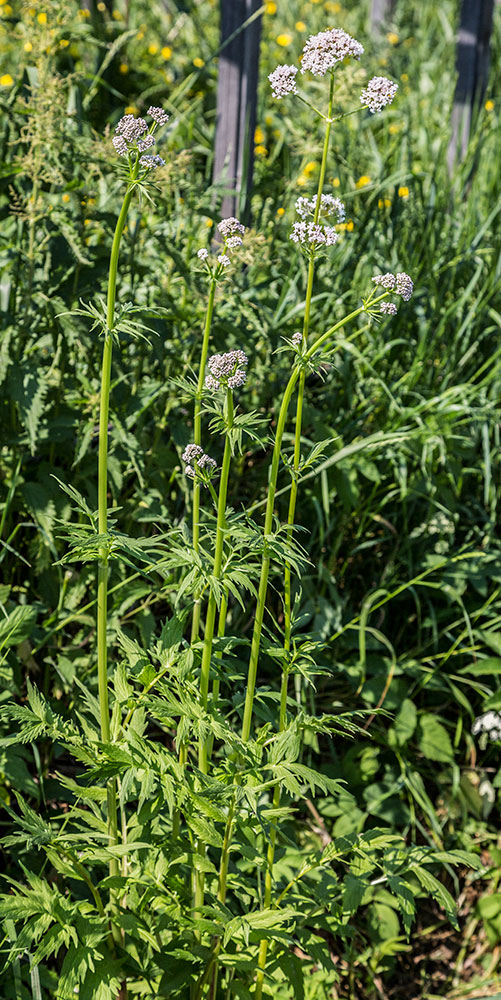 Image of genus Valeriana specimen.