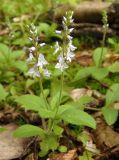 Veronica officinalis. Верхушка побега с соцветиями. Украина, Львовская обл., Дрогобычский р-н, г. Трускавец, Помярки, лес. 03.06.2014.