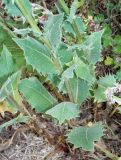 Crepis pannonica