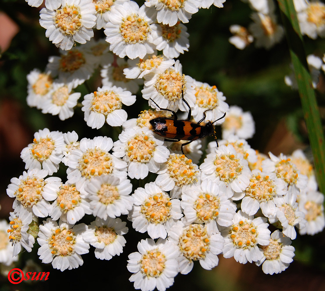 Image of Achillea septentrionalis specimen.