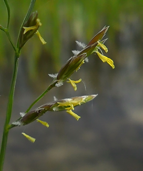 Изображение особи Festuca pratensis.