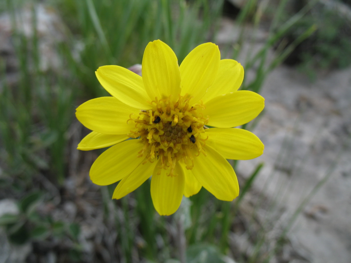 Изображение особи Ligularia narynensis.