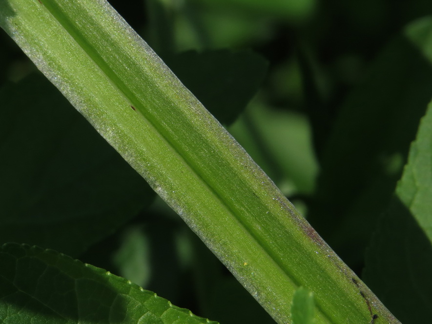 Image of Scrophularia umbrosa specimen.