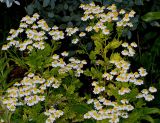 Pyrethrum parthenifolium. Верхние части побегов с соцветиями. Германия, г. Дюссельдорф, Ботанический сад университета. 03.07.2014.