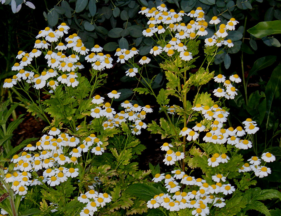 Изображение особи Pyrethrum parthenifolium.