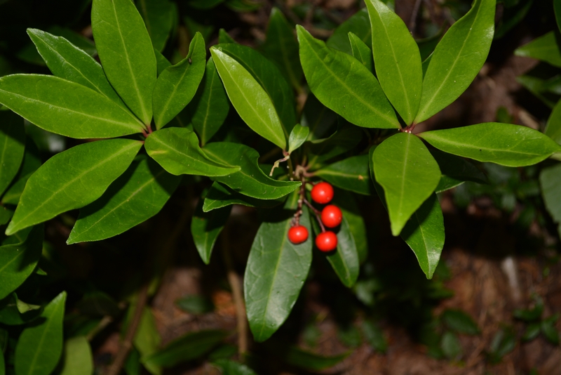 Image of Skimmia repens specimen.