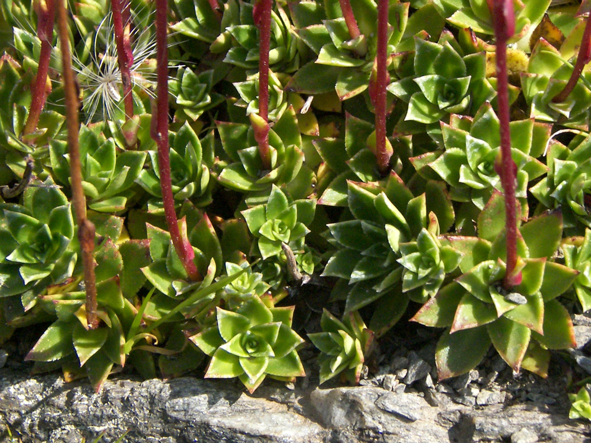 Изображение особи Saxifraga kolenatiana.