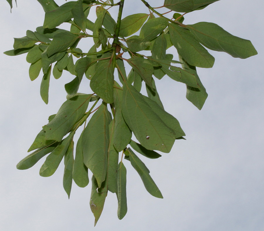 Изображение особи Sassafras albidum.