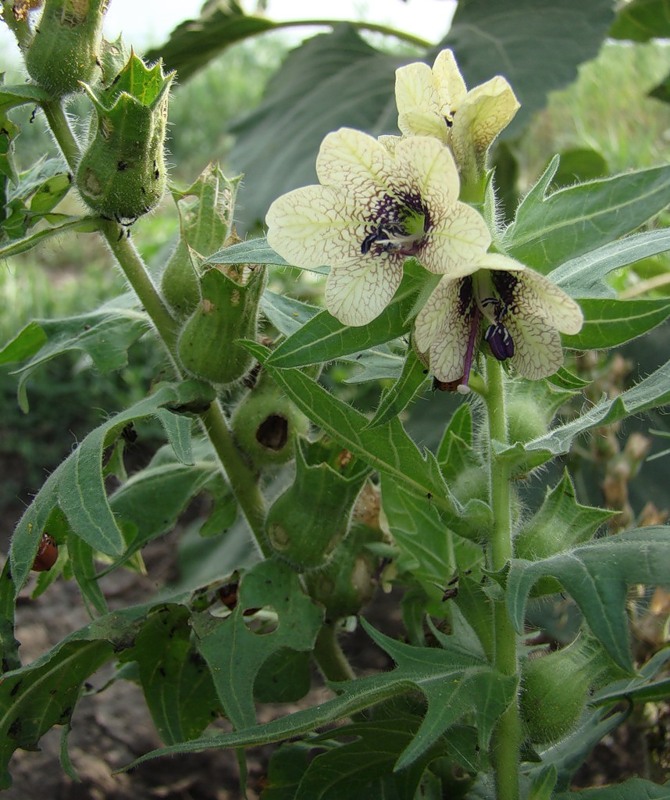 Изображение особи Hyoscyamus niger.