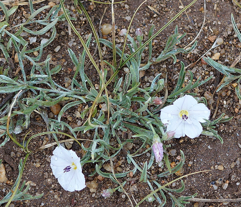 Изображение особи Convolvulus ammannii.