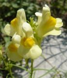 Linaria ruthenica. Часть соцветия. Крым, Ялта, ущелье Уч-Кош. 05.08.2009.