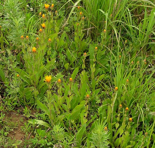 Изображение особи Trommsdorffia ciliata.