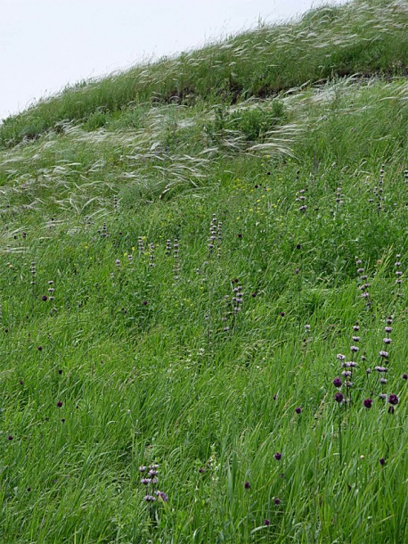 Image of Phlomoides tuberosa specimen.