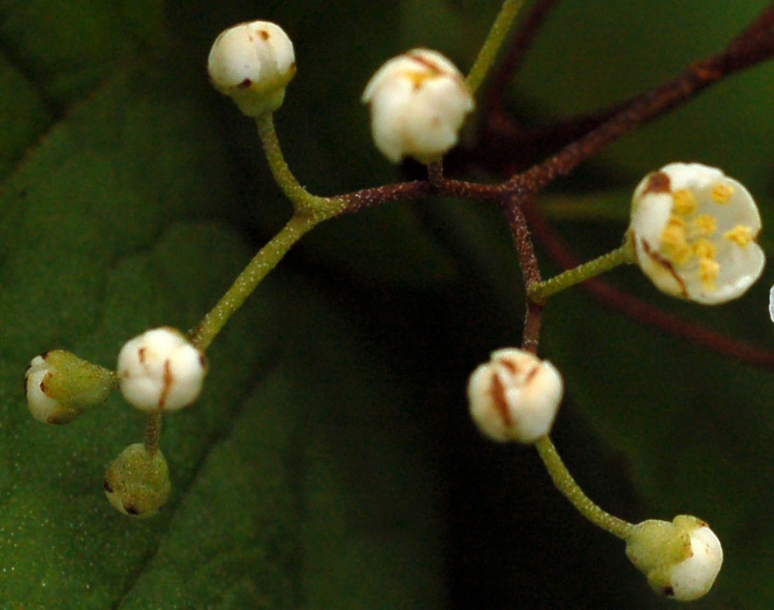 Изображение особи Deutzia parviflora.