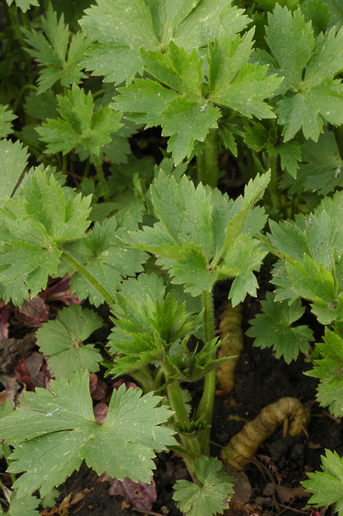 Изображение особи Ranunculus grandifolius.