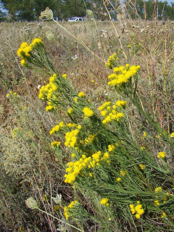 Image of Galatella linosyris specimen.