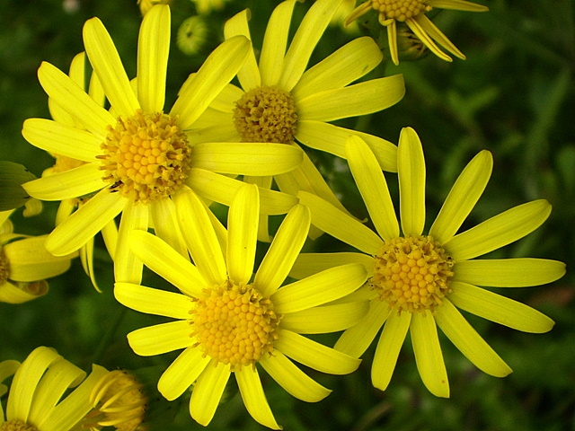 Изображение особи Senecio vernalis.