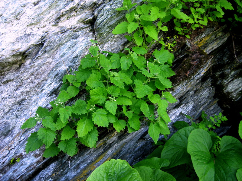 Изображение особи Scrophularia altaica.