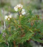 Sorbaria grandiflora. Верхушка цветущего растения. Бурятия, плато п-ова Святой Нос, ≈ 1800 м н.у.м., каменистый склон. 22.07.2009.